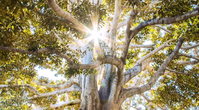 sun light passing through green leafed tree